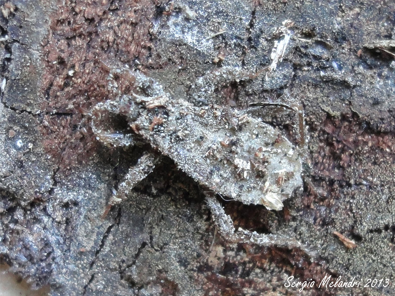 Reduvius personatus (Reduvidae) della Romagna (RA)